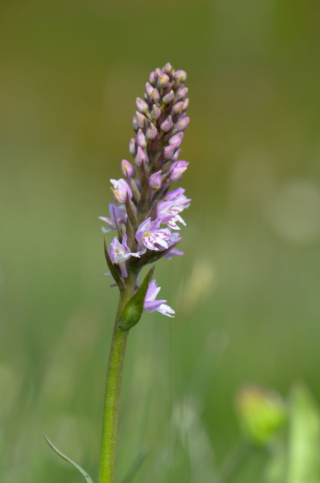  Pseudorhiza nieschalkii (Senghas) P.F.Hunt - Passo del Sempione